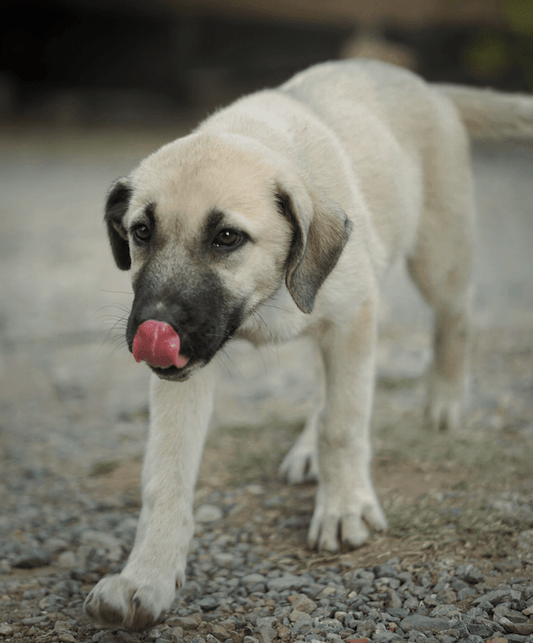 Pourquoi les chiens mangent-ils des excréments? - kóprana